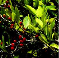 Coca-Strauch (Erythroxylum coca) mit Blättern und Früchten.