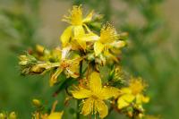 Echtes Johanniskraut (Hypericum perforatum)