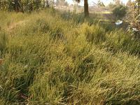 Ephedra distachya 