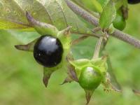 Schwarze Tollkirsche (Atropa belladonna) - Bereits der Verzehr von zwei bis drei Früchten kann für Kinder tödlich sein