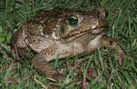 Bufo marinus