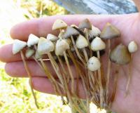 Der Spitzkegelige Kahlkopf: dieser Pilz ist in den gemäßigten Zonen der am weitesten verbreitete psychoaktive Pilz