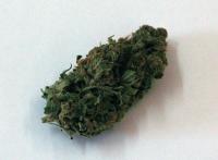 Ein Halluzinogen: Die Cannabis-Pflanze