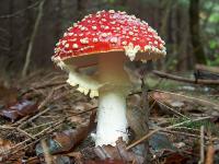 Ein Fliegenpilz - dieser hübsch anzusehende Pilz wurde früher als Lockmittel gegen Fliegen eingesetzt. Er ist giftig