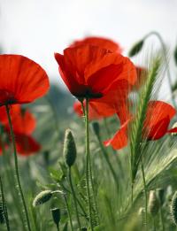 Klatschmohn. Dieser wächst in Deutschland und enthält nicht das im Schlafmohn enthaltene Morphin. 