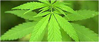 Bild: Zu sehen ist die Droge Cannabis in Form einer Hanf-/Haschisch-Pflanze